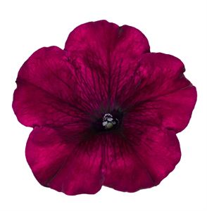 Bild von Petunia P9 Burgundy